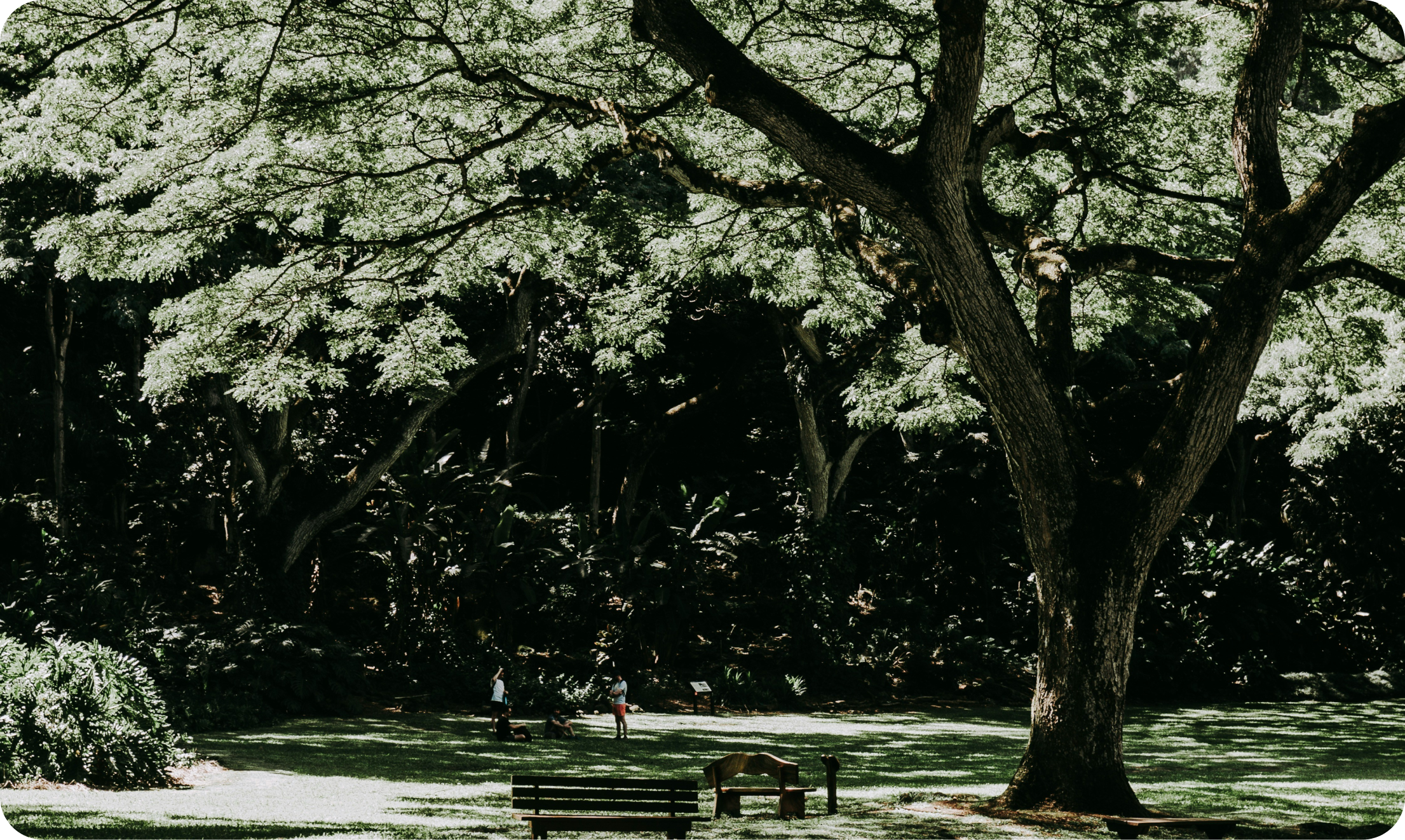 Beautiful tree inside a garden